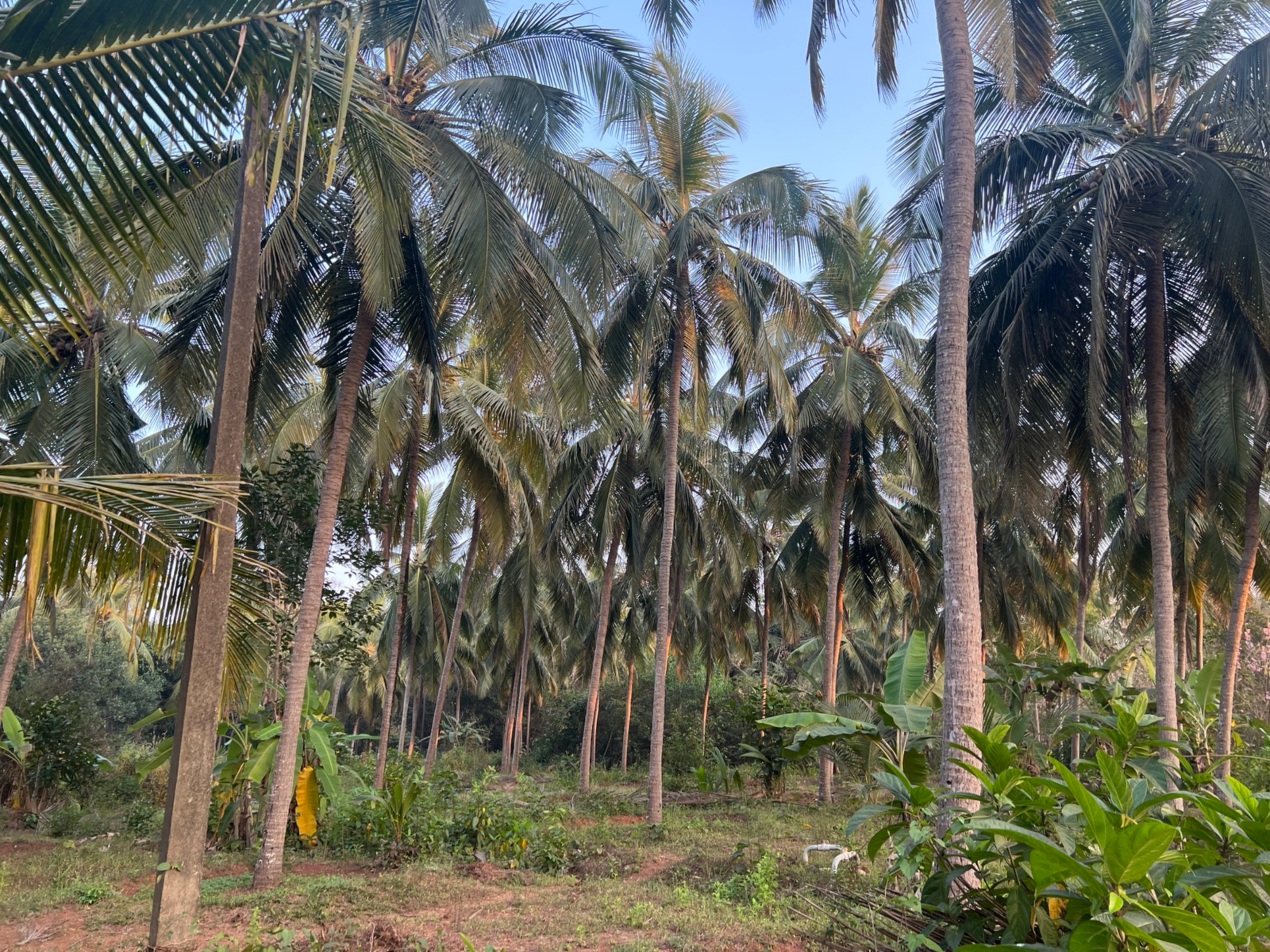 2.4 Acre Farm Estate At Kojakulli